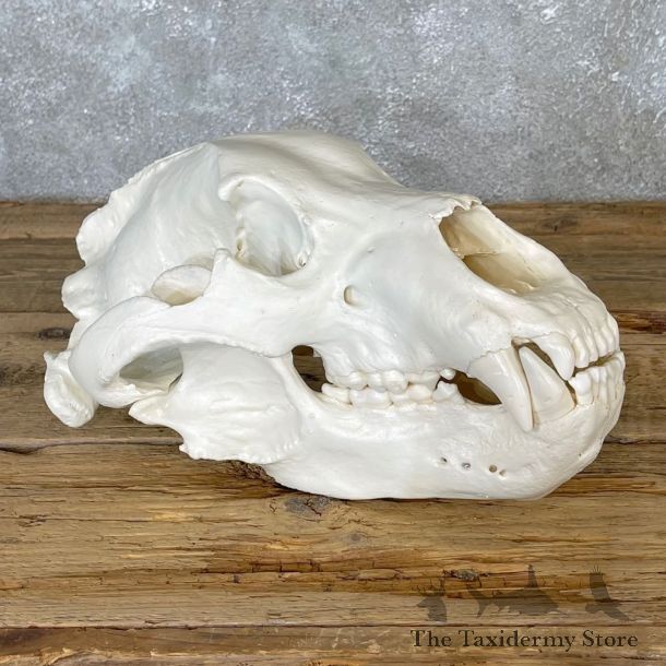 Alaskan Brown Bear Full Skull Mount For Sale #25050 @ The Taxidermy Store