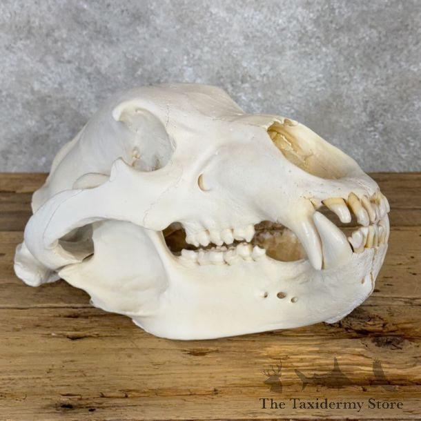 Alaskan Brown Bear Full Skull Mount For Sale #20357 @ The Taxidermy Store
