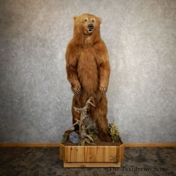 Alaskan Brown Bear Life-Size Mount For Sale #28574 @ The Taxidermy Store