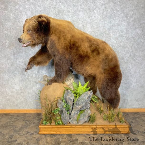Alaskan Brown Bear Life-Size Mount For Sale #23315 @ The Taxidermy Store