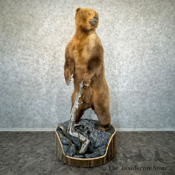 Alaskan Brown Bear Life-Size Mount For Sale #29058 @ The Taxidermy Store