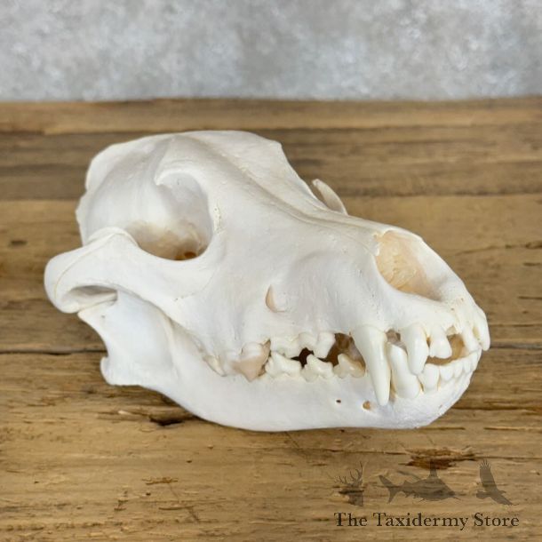 Alaskan Gray Wolf Full Skull For Sale #28936 @ The Taxidermy Store