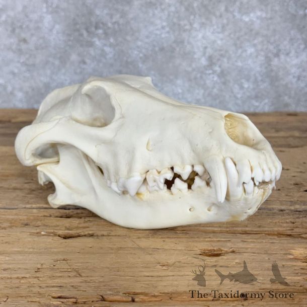 Alaskan Gray Wolf Full Skull For Sale #28938 @ The Taxidermy Store