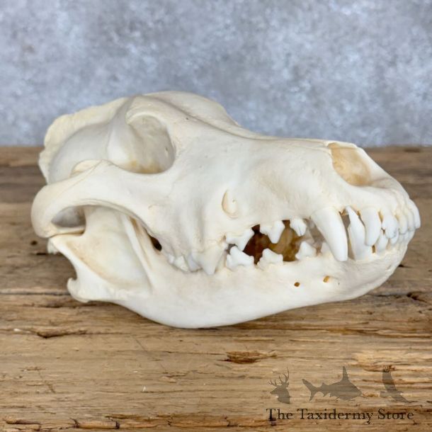 Alaskan Gray Wolf Full Skull For Sale #28938 @ The Taxidermy Store