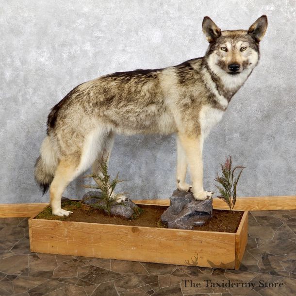 Alaskan Grey Wolf Life-Size Mount For Sale #19561 @ The Taxidermy Store