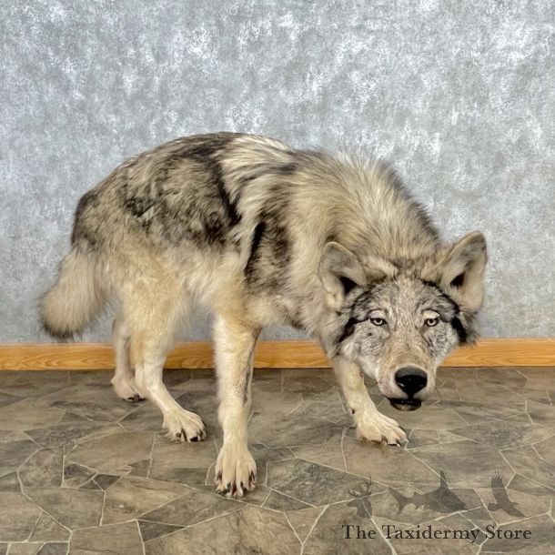 Alaskan Gray Wolf Life-Size Mount For Sale #26878 @ The Taxidermy Store