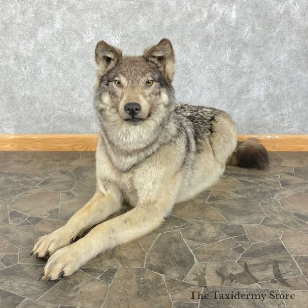 Alaskan Gray Wolf Life-Size Mount For Sale #28313 @ The Taxidermy Store