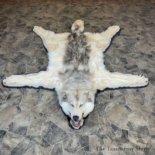 Alaskan Gray Wolf Rug Taxidermy Mount For Sale #25593 @ The Taxidermy Store