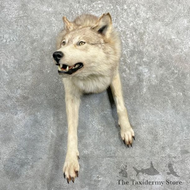 Alaskan Grey Wolf Half Life-Size Mount For Sale #27284 @ The Taxidermy Store