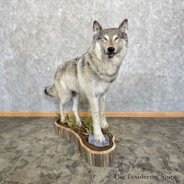 Alaskan Grey Wolf Life-Size Mount For Sale #27733 @ The Taxidermy Store