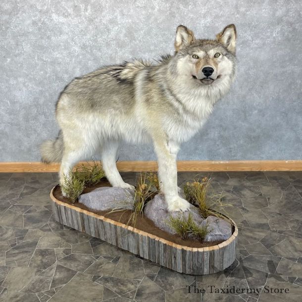 Alaskan Grey Wolf Life-Size Mount For Sale #28094 @ The Taxidermy Store