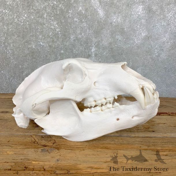 Alaskan Grizzly Bear Full Skull Mount For Sale #23902 @ The Taxidermy Store
