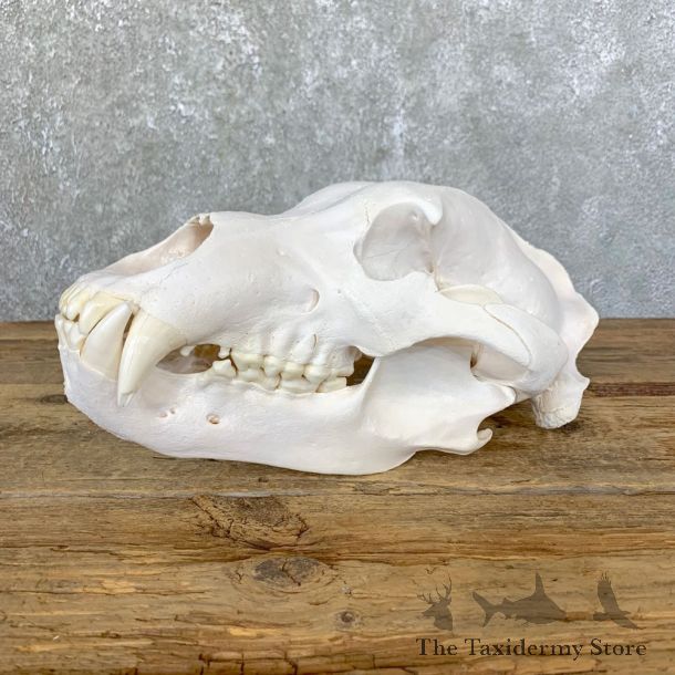 Alaskan Grizzly Bear Full Skull Mount For Sale #23903 @ The Taxidermy Store