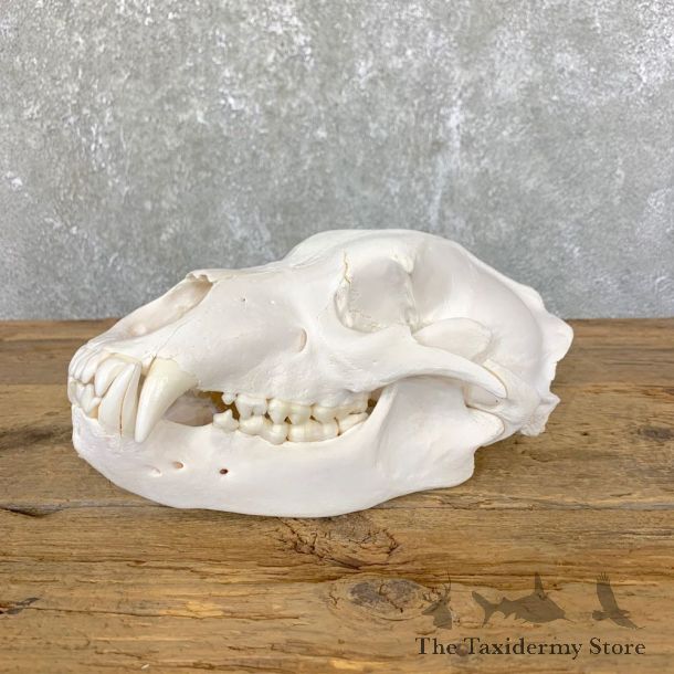 Alaskan Grizzly Bear Full Skull Mount For Sale #23904 @ The Taxidermy Store