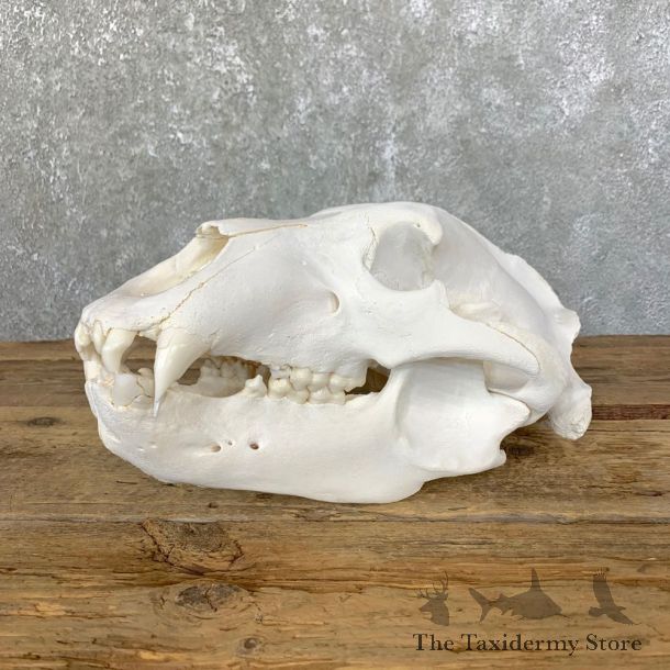 Alaskan Grizzly Bear Full Skull Mount For Sale #23905 @ The Taxidermy Store