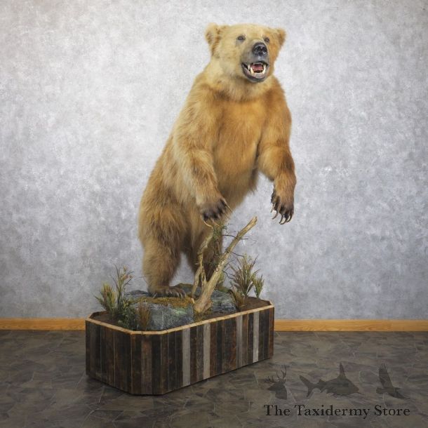 Alaskan Grizzly Bear Life Size Mount For Sale #21739 @ The Taxidermy Store