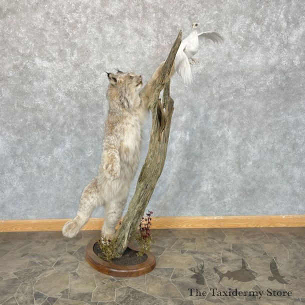 Alaskan Lynx & Ptarmigan Life-Size Mount For Sale #28699 @ The Taxidermy Store