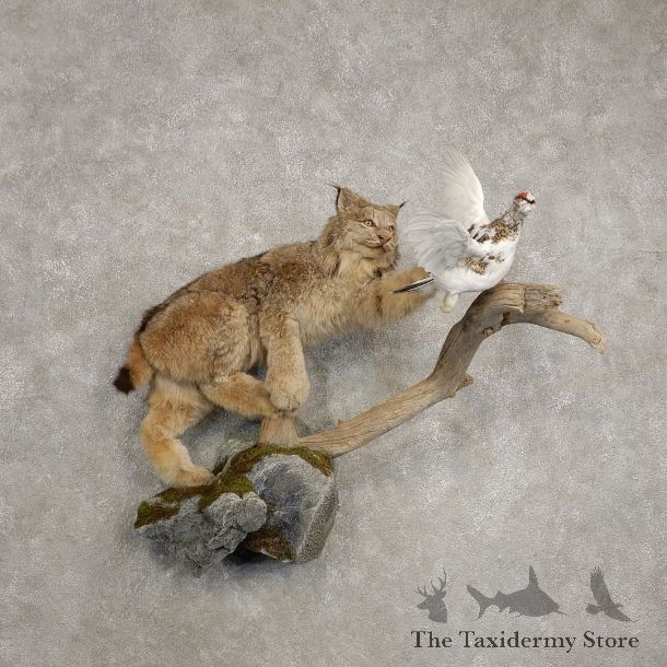 Alaskan Lynx & Ptarmigan Life-Size Taxidermy Mount For Sale #20484 @ The Taxidermy Store