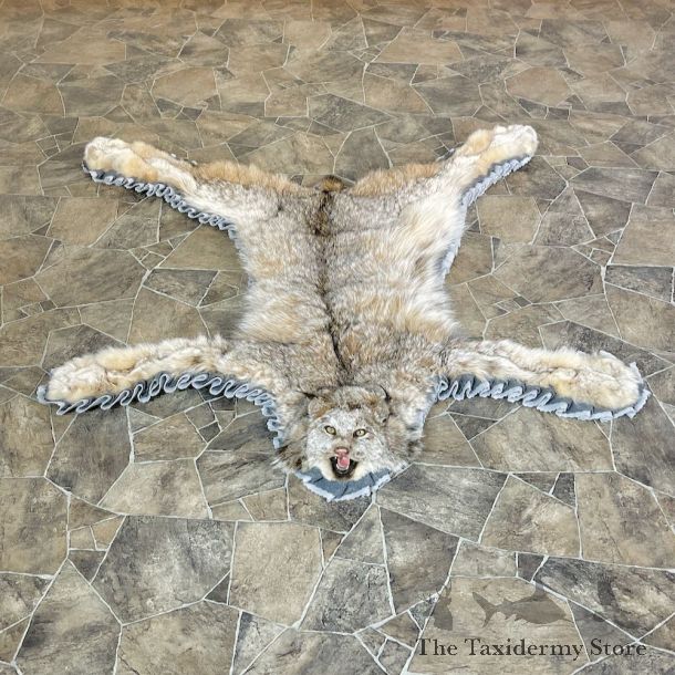 Alaskan Lynx Taxidermy Full-Size Rug Mount For Sale #26310 @ The Taxidermy Store