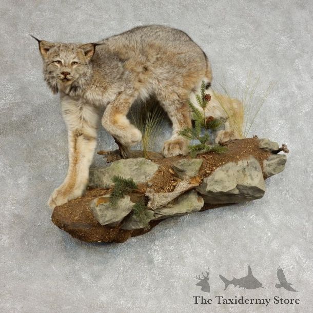 Alaskan Lynx Life-Size Taxidermy Mount For Sale #17848 @ The Taxidermy Store