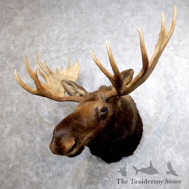Alaskan Moose Shoulder Mount #18609 - The Taxidermy Store
