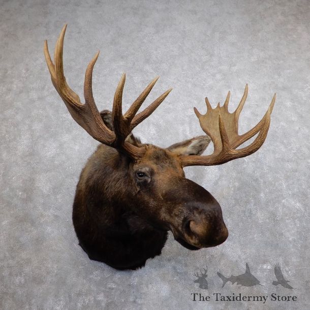 Alaskan Moose Shoulder Mount For Sale #18610 @ The Taxidermy Store