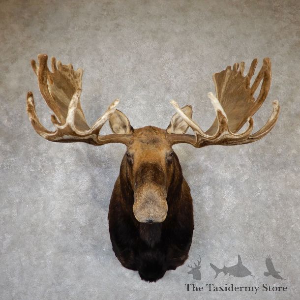 Swirled Velvet Moose Taxidermy Shoulder Mount For Sale #19400 @ The Taxidermy Store