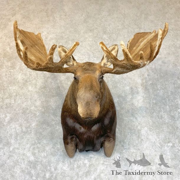 Swirled Velvet Moose Taxidermy Shoulder Mount For Sale #22460 @ The Taxidermy Store