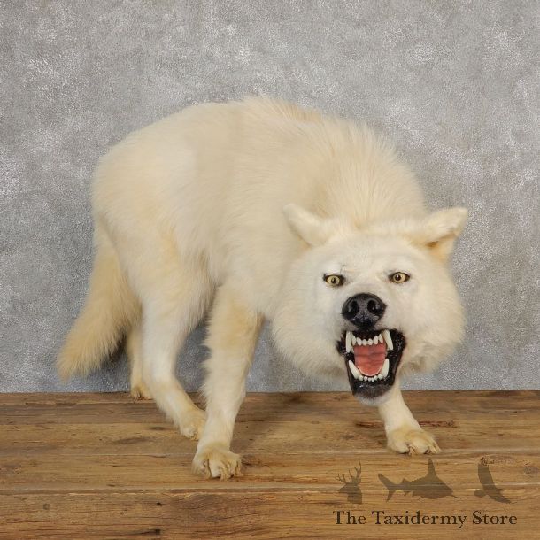 White Alaskan Wolf Taxidermy Mount For Sale #21115 @ The Taxidermy Store