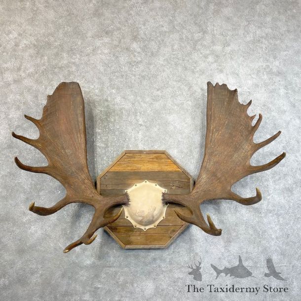 Alaskan Yukon Moose Antler Plaque For Sale #24633 @ The Taxidermy Store