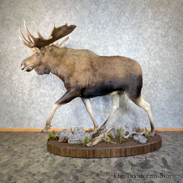 Alaskan Yukon Moose Life-Size Taxidermy Mount For Sale #25916 - The Taxidermy Store