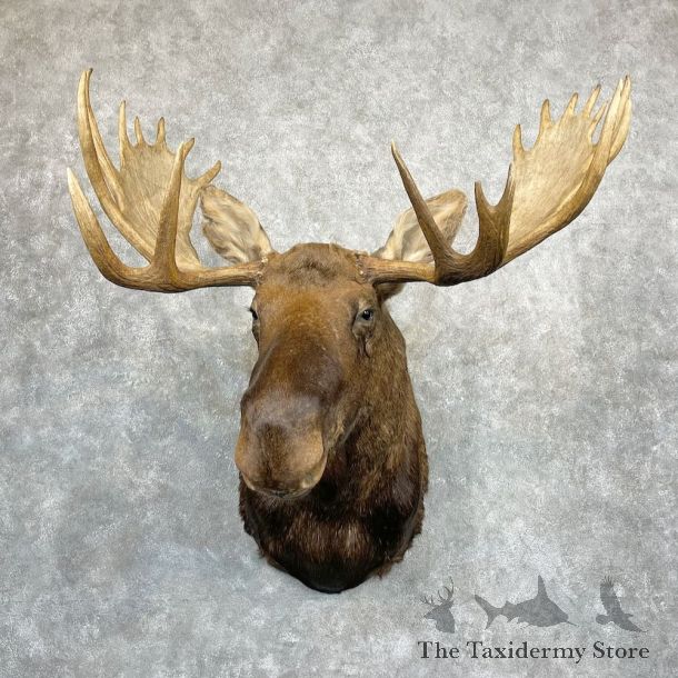 Alaskan Yukon Moose Mount For Sale #27094 @ The Taxidermy Store