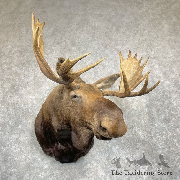 Alaskan Yukon Moose Mount For Sale #27095 @ The Taxidermy Store