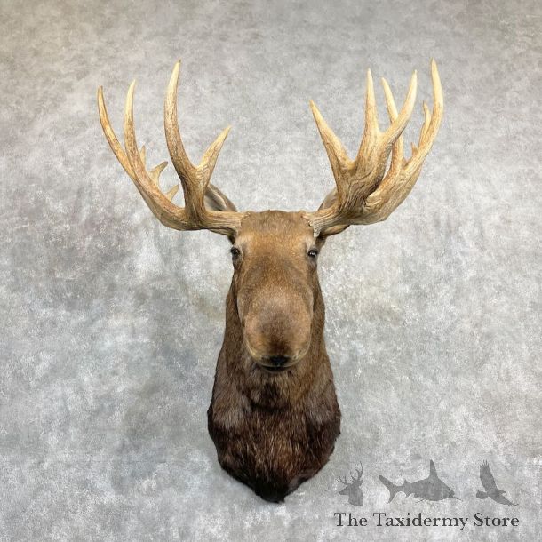 Alaskan Yukon Moose Mount For Sale #27288 @ The Taxidermy Store