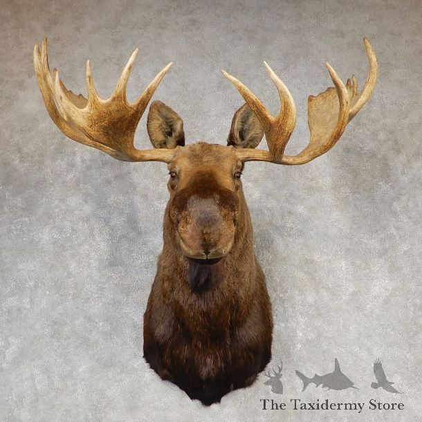 Alaskan Yukon Moose Shoulder Mount #20430 - The Taxidermy Store