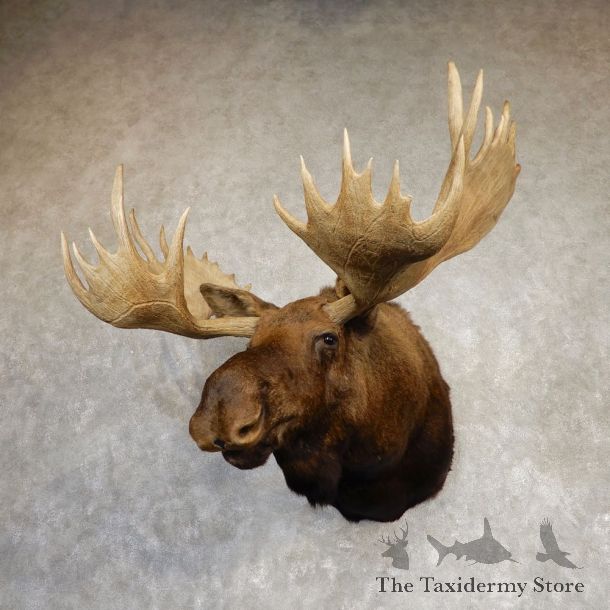 Alaskan Yukon Moose Shoulder Mount For Sale #20217 @ The Taxidermy Store