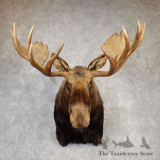 Alaskan Yukon Moose Shoulder Mount For Sale #20426 @ The Taxidermy Store