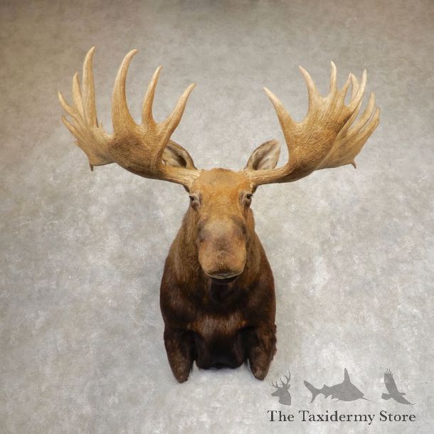 Alaskan Yukon Moose Shoulder Mount For Sale #21360 @ The Taxidermy Store