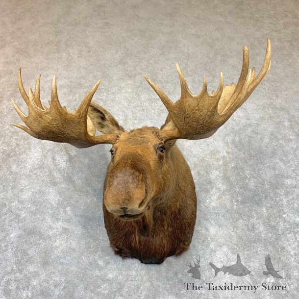 Alaskan Yukon Moose Shoulder Mount For Sale #22336 @ The Taxidermy Store