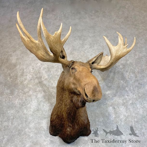 Alaskan Yukon Moose Shoulder Mount For Sale #22784 @ The Taxidermy Store