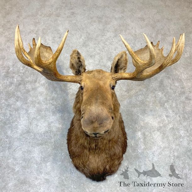 Alaskan Yukon Moose Shoulder Mount For Sale #23148 @ The Taxidermy Store