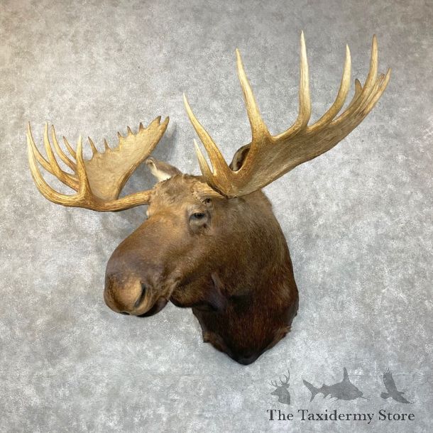 Alaskan Yukon Moose Shoulder Mount For Sale #24476 @ The Taxidermy Store