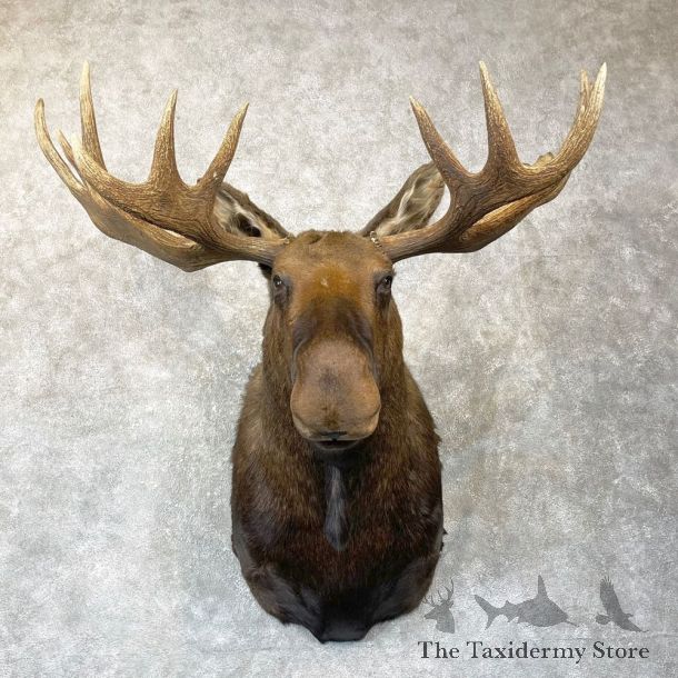 Alaskan Yukon Moose Shoulder Mount For Sale #24749 @ The Taxidermy Store