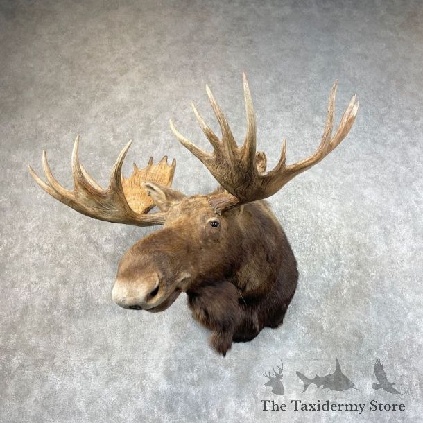 Alaskan Moose Shoulder Mount For Sale #26070 @ The Taxidermy Store