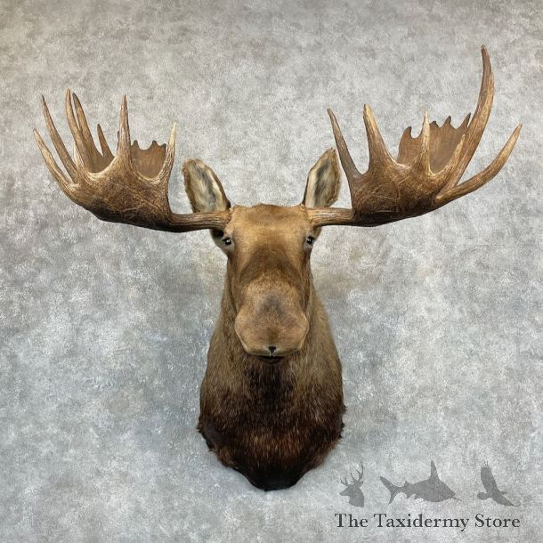 Alaskan Yukon Moose Shoulder Mount For Sale #27093 @ The Taxidermy Store