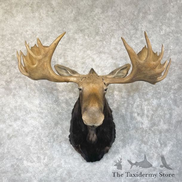 Alaskan Yukon Moose Shoulder Mount For Sale #28301 - The Taxidermy Store