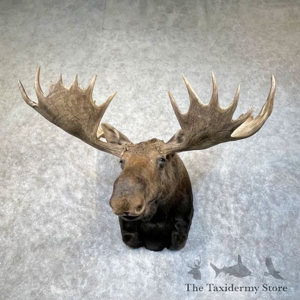 Alaskan Yukon Moose Shoulder Mount For Sale #28483 @ The Taxidermy Store
