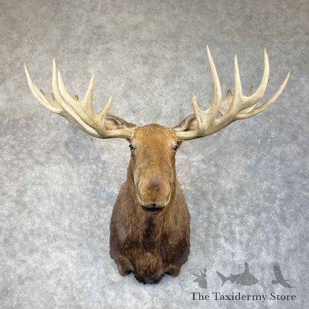 Alaskan Yukon Moose Shoulder Mount For Sale #28691 @ The Taxidermy Store