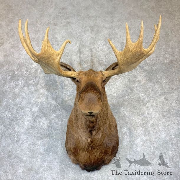 Alaskan Yukon Moose Shoulder Taxidermy Mount #23150 For Sale @ The Taxidermy Store