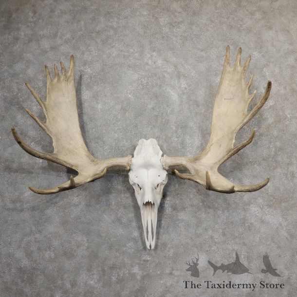 Alaskan Yukon Moose Skull European Mount For Sale #19053 @ The Taxidermy Store